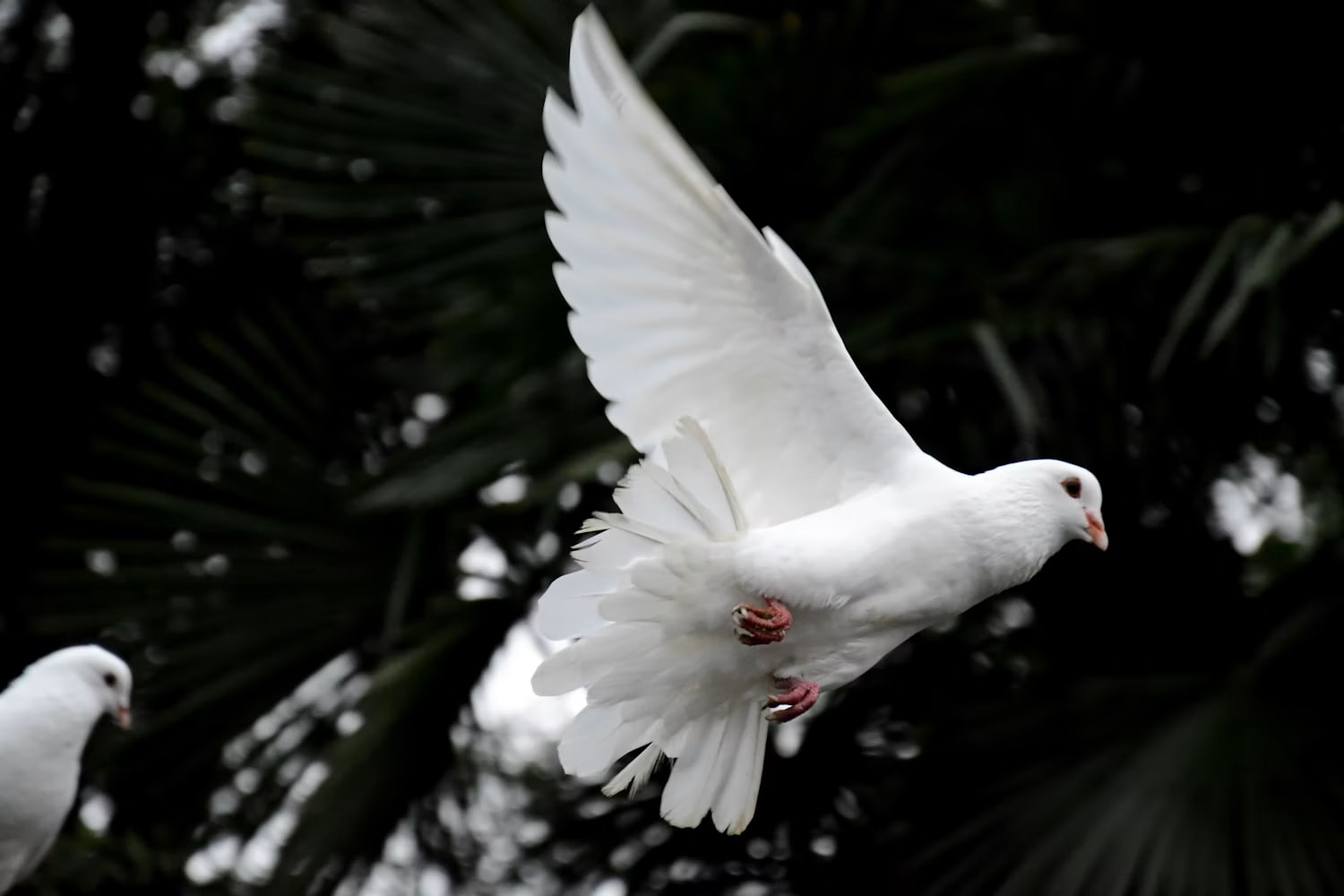 White dove flying against a dark natural background